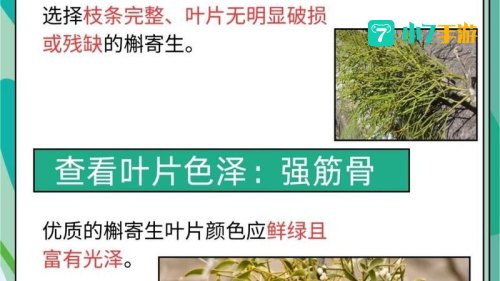 wow槲寄生